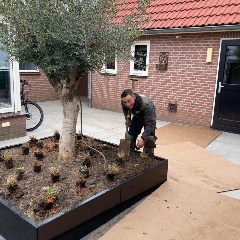 Wanneer bomen verplanten? Alles over het verplaatsen van bomen