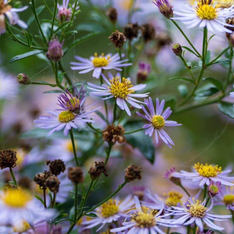 Najaars bloeiende planten: gebruik deze herfstbloeiers voor je tuin