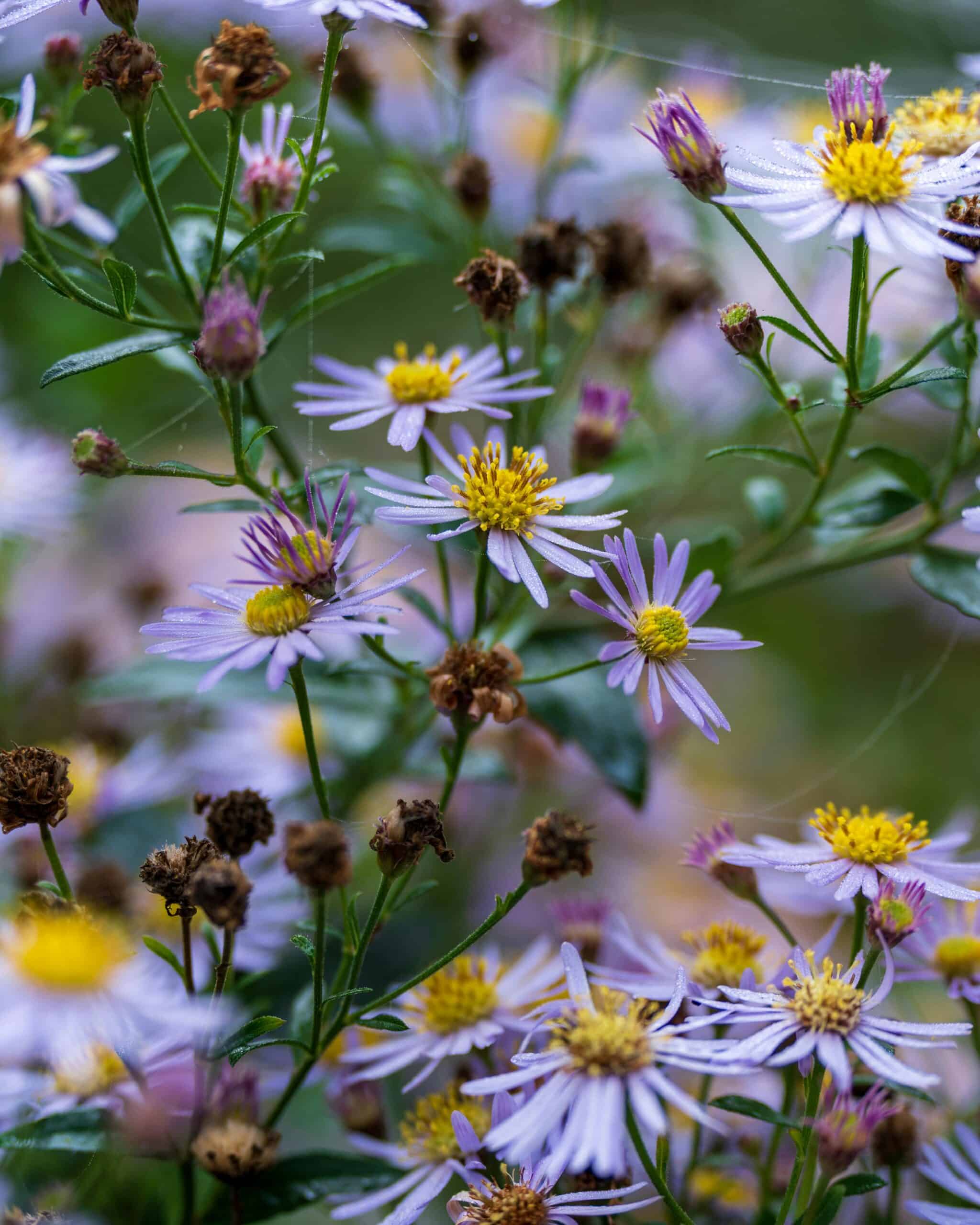 Najaar bloeiende planten: gebruik deze herfstbloeiers voor uw tuin