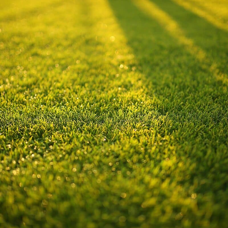 Nieuwe graszoden verzorgen: onderhoud van uw aangelegde gazon