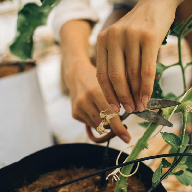 Vaste planten snoeien in de winter: wat, wanneer en hoe?