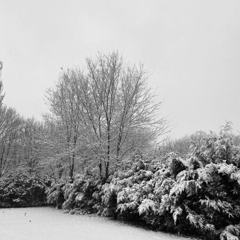 Wat doet een hovenier in de winter? Alles over tuinonderhoud in de koude maanden