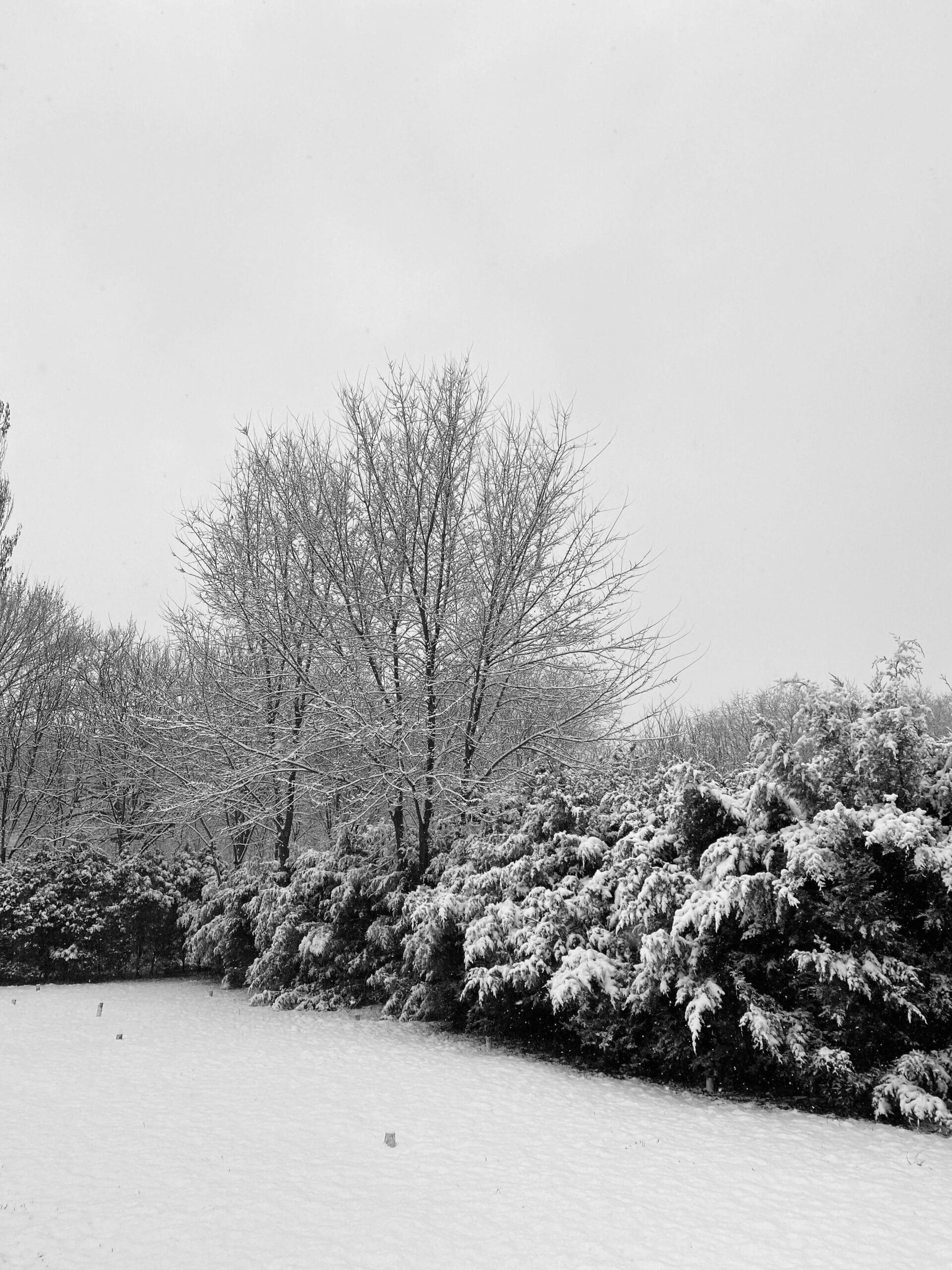 Wat doet een hovenier in de winter? Alles over tuinonderhoud in de koude maanden
