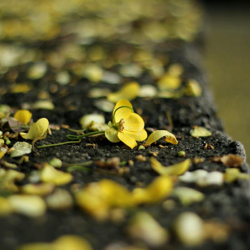 Tuinafval afvoeren: zo pakt u groenafval slim aan