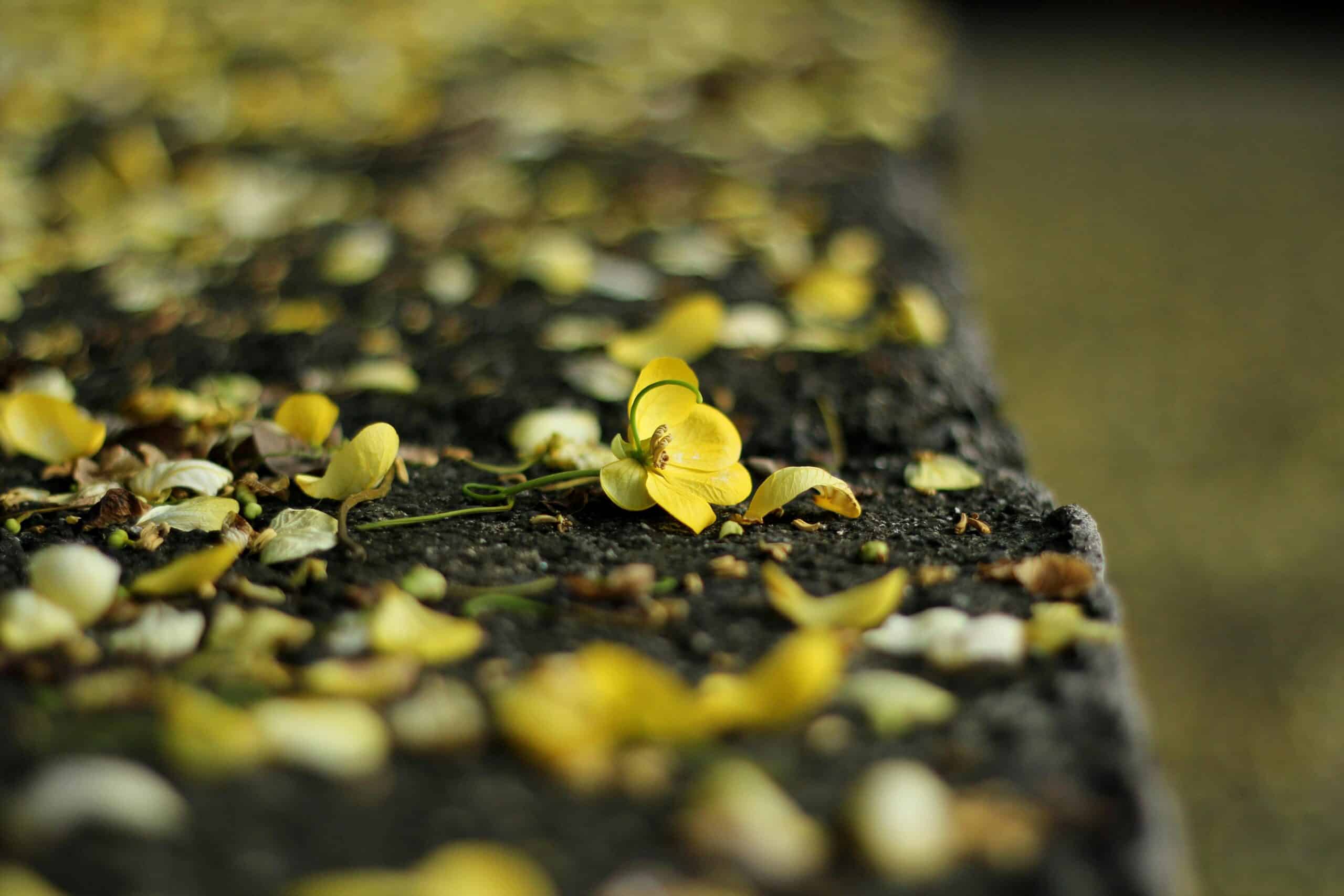 Tuinafval afvoeren: zo pak je groenafval slim aan