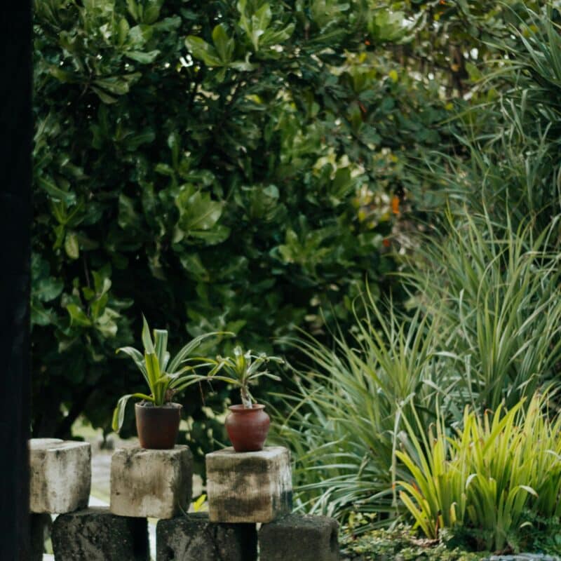 Wat kunt u doen in de tuin in februari? Alle tuintips op een rij