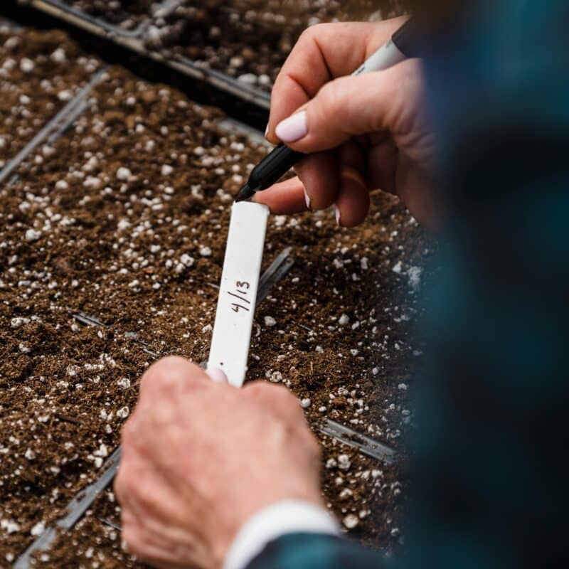 Wanneer bloemen zaaien? Tips om zaden te zaaien