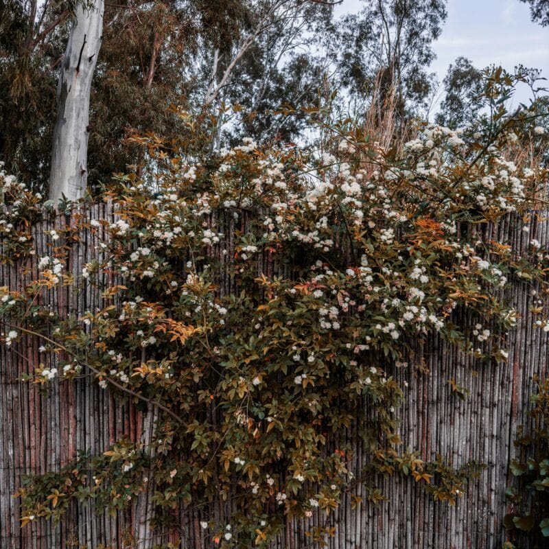 Klimplanten op schutting: welke planten tegen schutting?