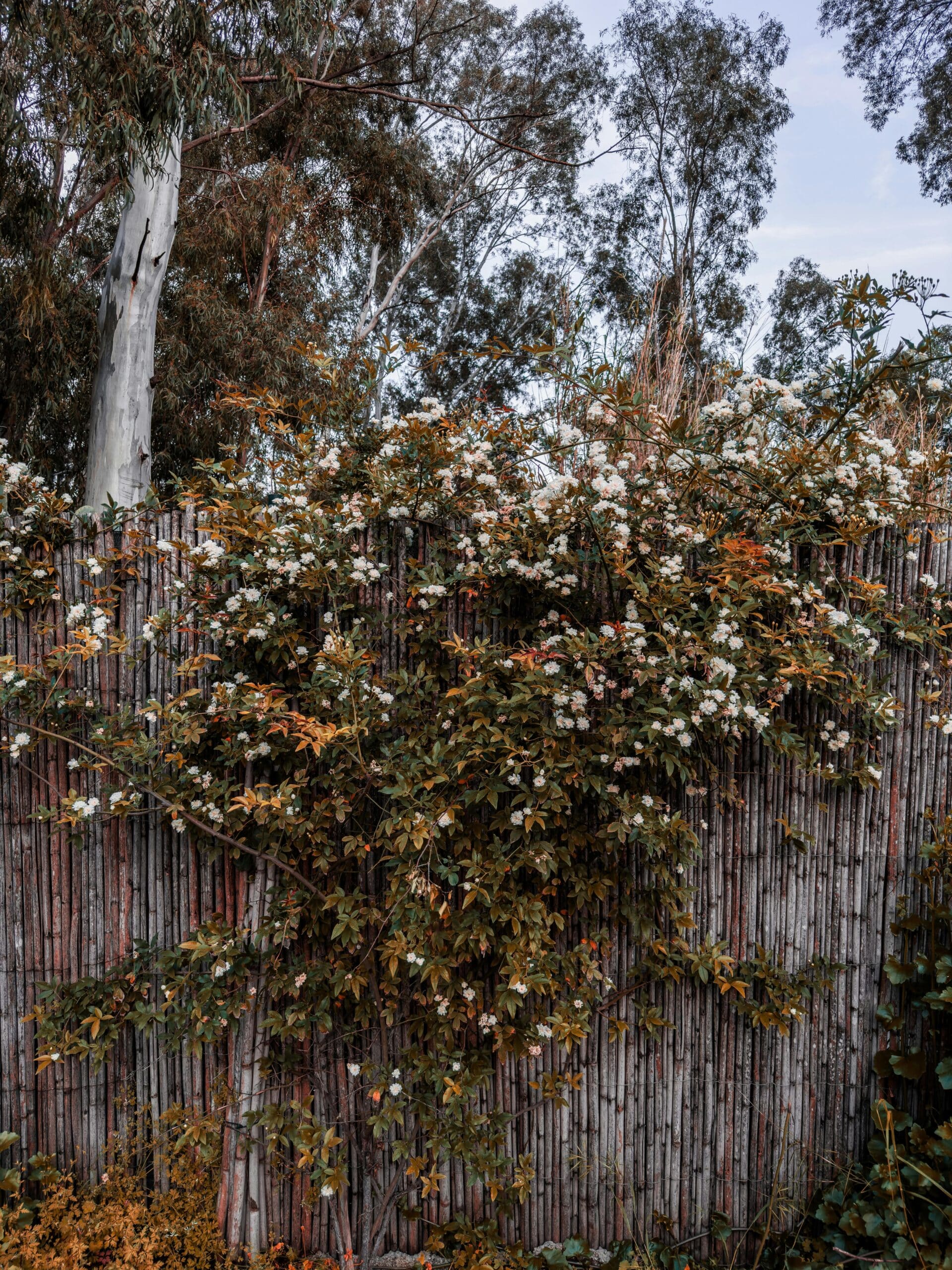 Klimplanten op schutting: welke planten tegen schutting?