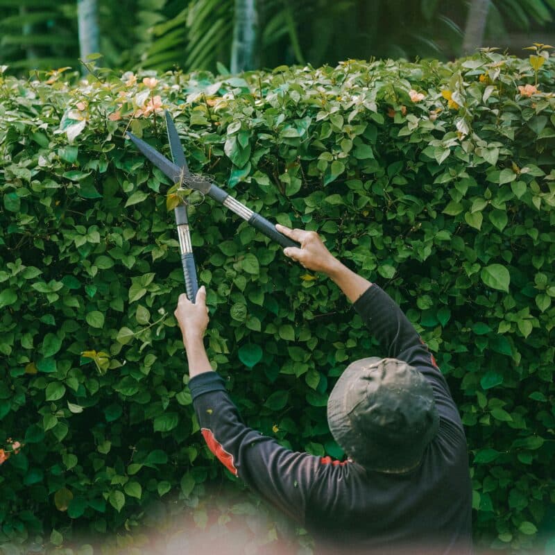 Wilt u weten wanneer u uw heg moet snoeien? Bekijk de juiste snoeimomenten en tips voor een sterke, volle en goed onderhouden haag.