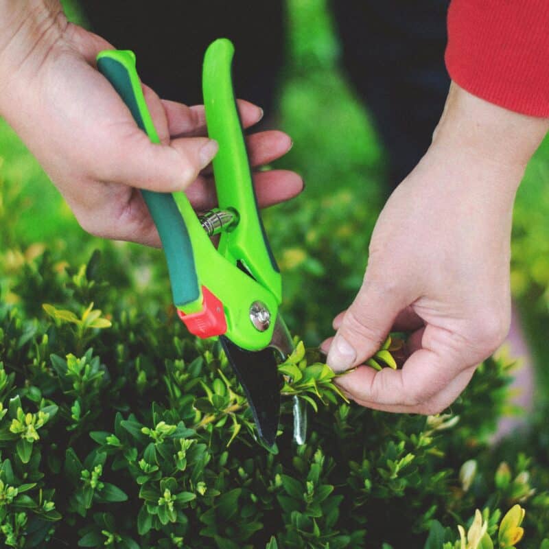 Snoeien in maart: snoeitips voor het voorjaar